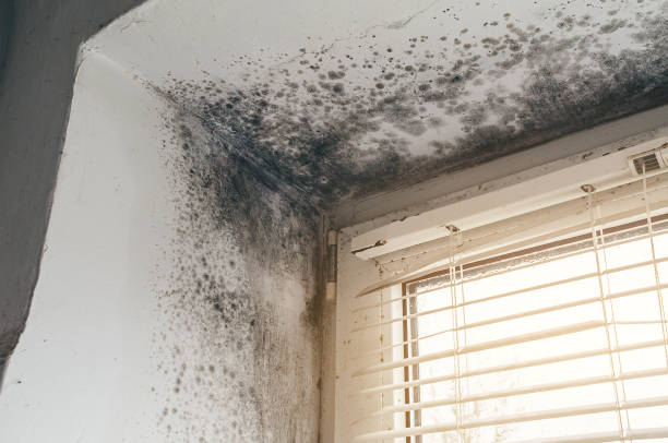 Trusted Bathroom Mold Removal service in Allentown, PA - Cheap Mold Removal
