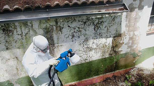 Trusted Mold Removal service in Allentown, PA - Cheap Mold Removal